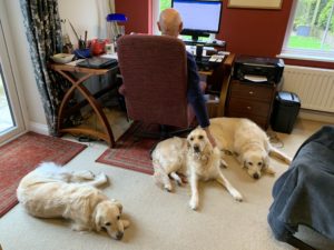 Mick Healey working at computer in home office, surrounded by his three golden retrievers
