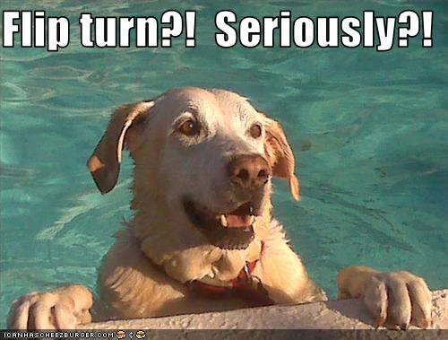 Photo of a dog in a pool, with paws up on the edge. Text says: "Flip turn?! Seriously?!"