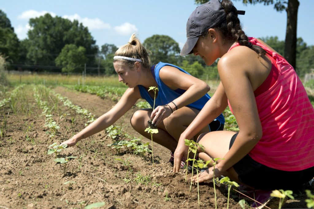 Two students work in a vegetable garden, planting young plants.