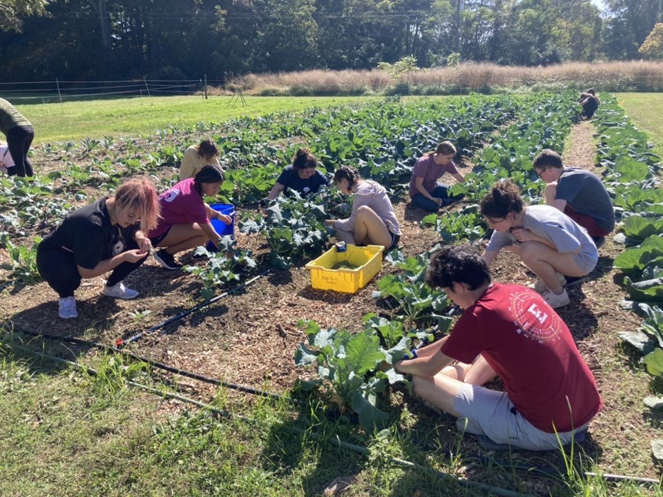 Nine students crouch or sit along rows of vegetables in a garden, picking vegetables or weeding. A yellow tub sits on the ground near one student.