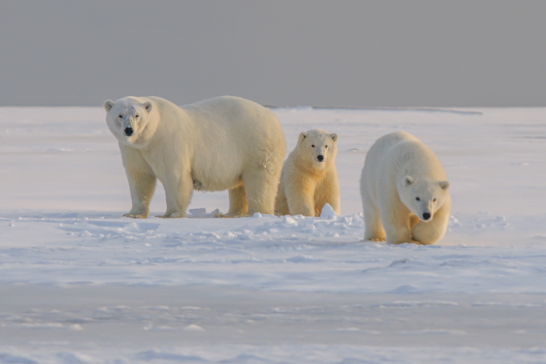 A mother polar bear stands with two cubs in the snow.