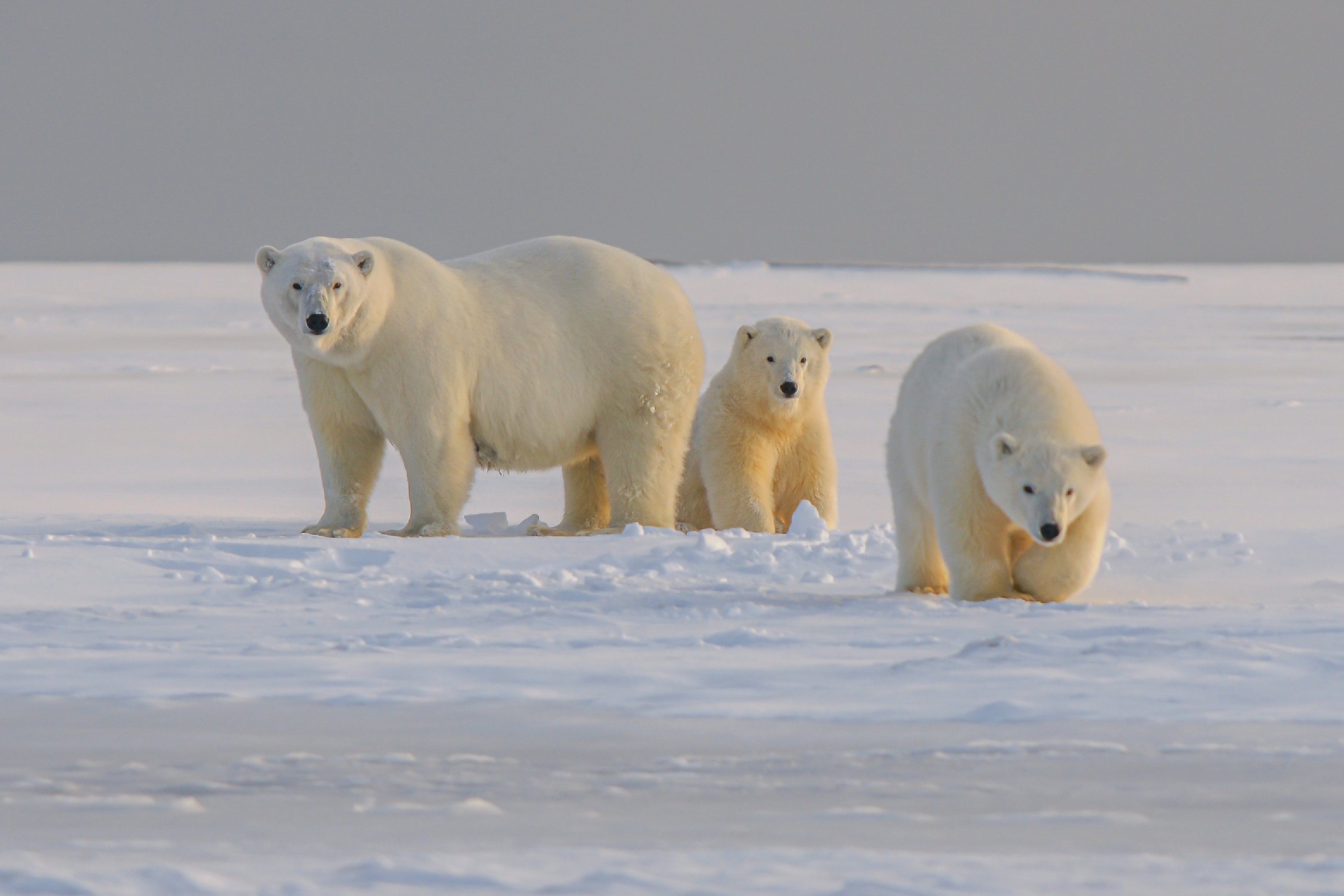 A mother polar bear stands with two cubs in the snow.